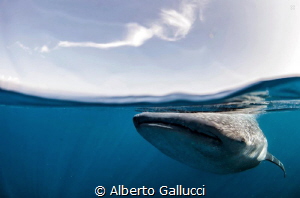 Beneath the surface by Alberto Gallucci 